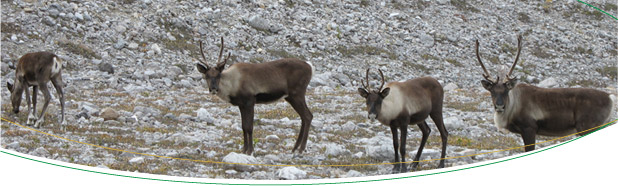 flag-caribou.jpg