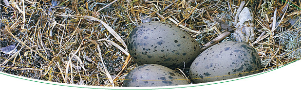 flag-eggs.jpg