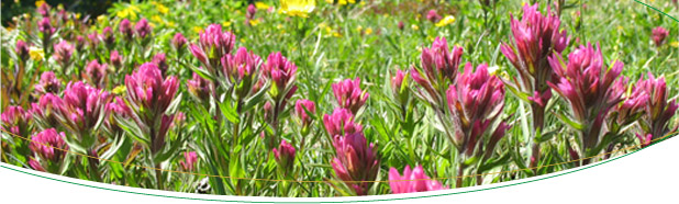 flag-flowers.jpg