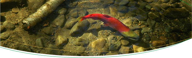 flag-salmon.jpg