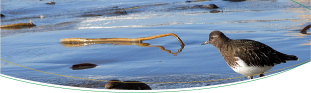 flag-turnstone.jpg